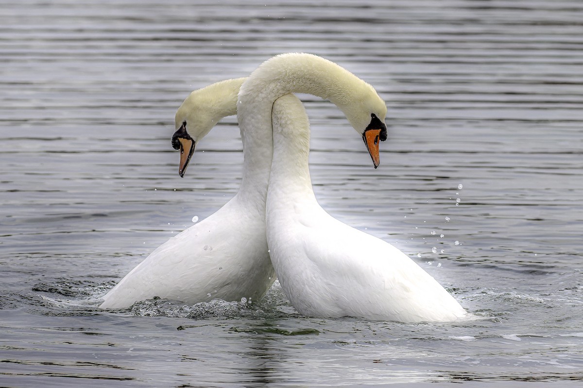 Mute Swan - ML627493056