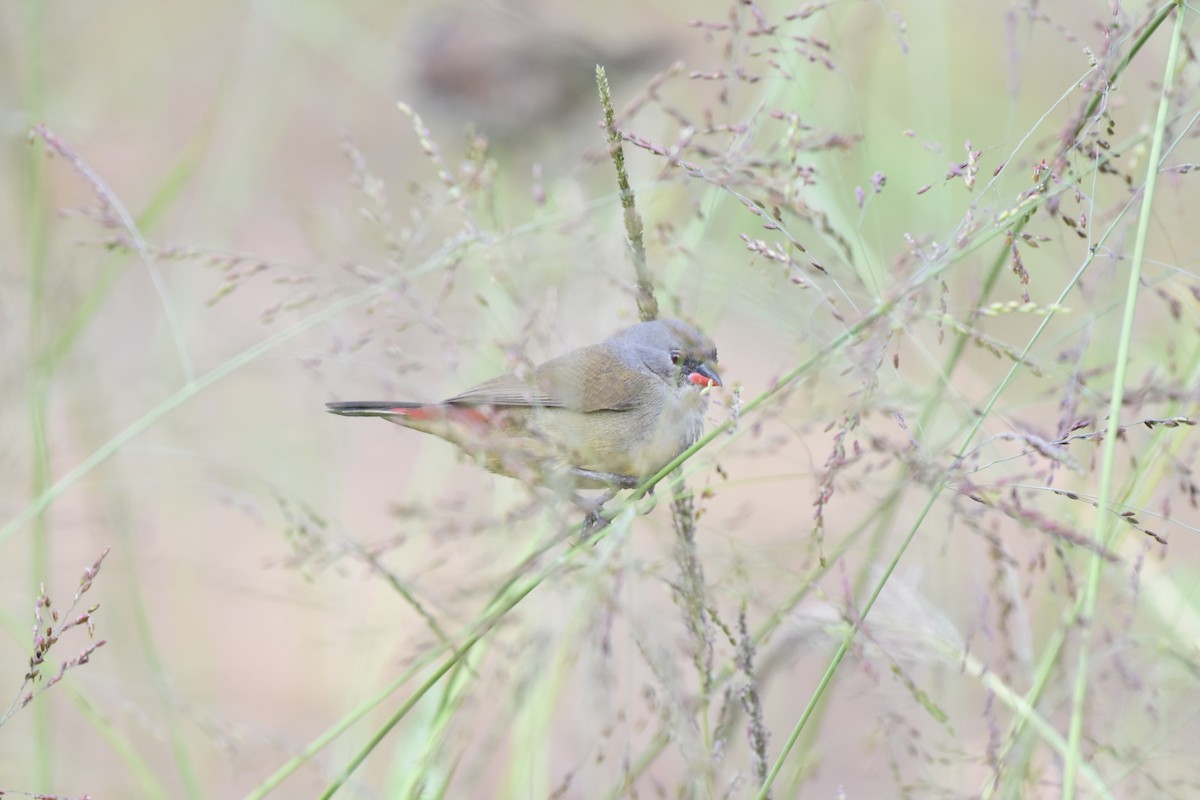 Yellow-bellied Waxbill - ML627493070