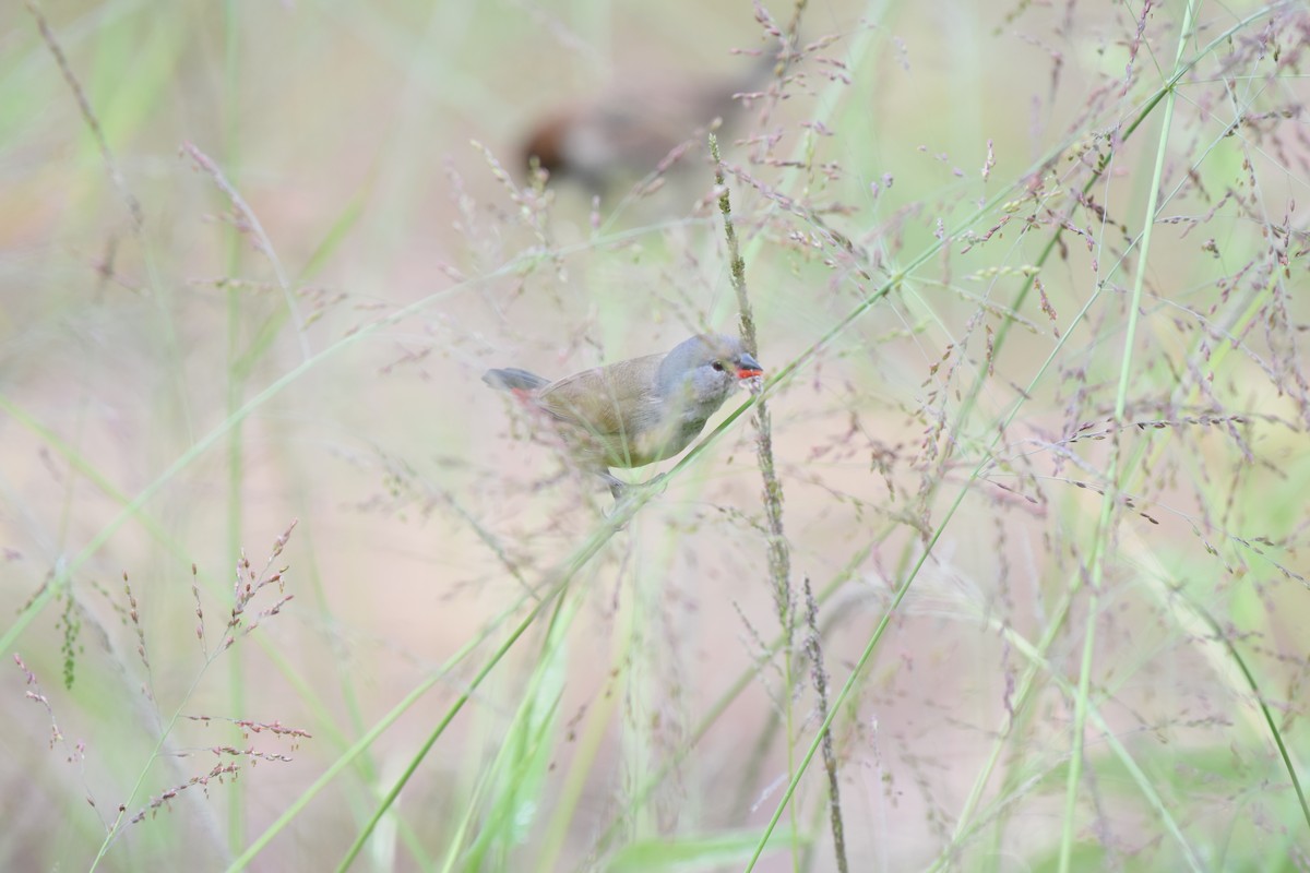 Yellow-bellied Waxbill - ML627493071