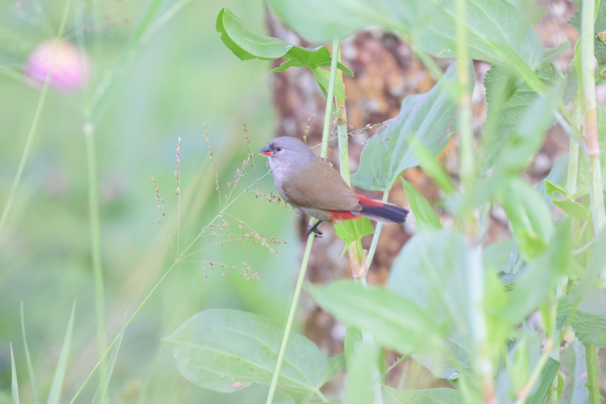 Yellow-bellied Waxbill - ML627493072