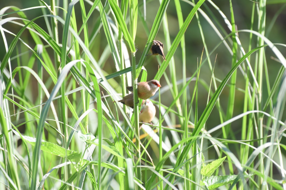 Common Waxbill - ML627493103