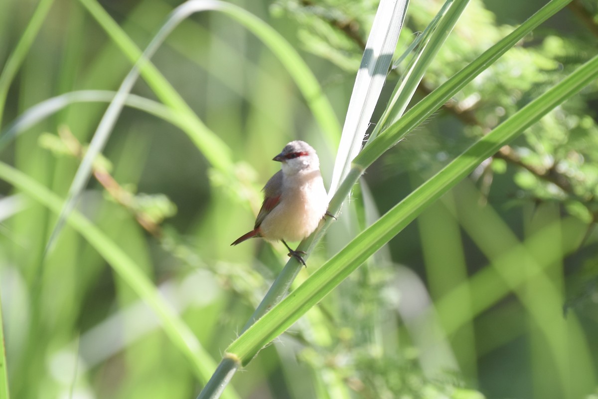 Crimson-rumped Waxbill - ML627493121