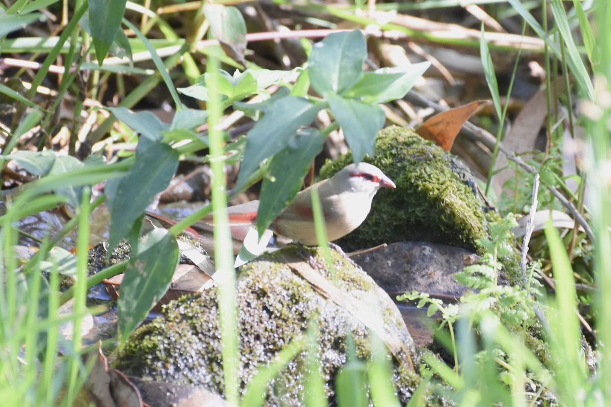 Crimson-rumped Waxbill - ML627493122