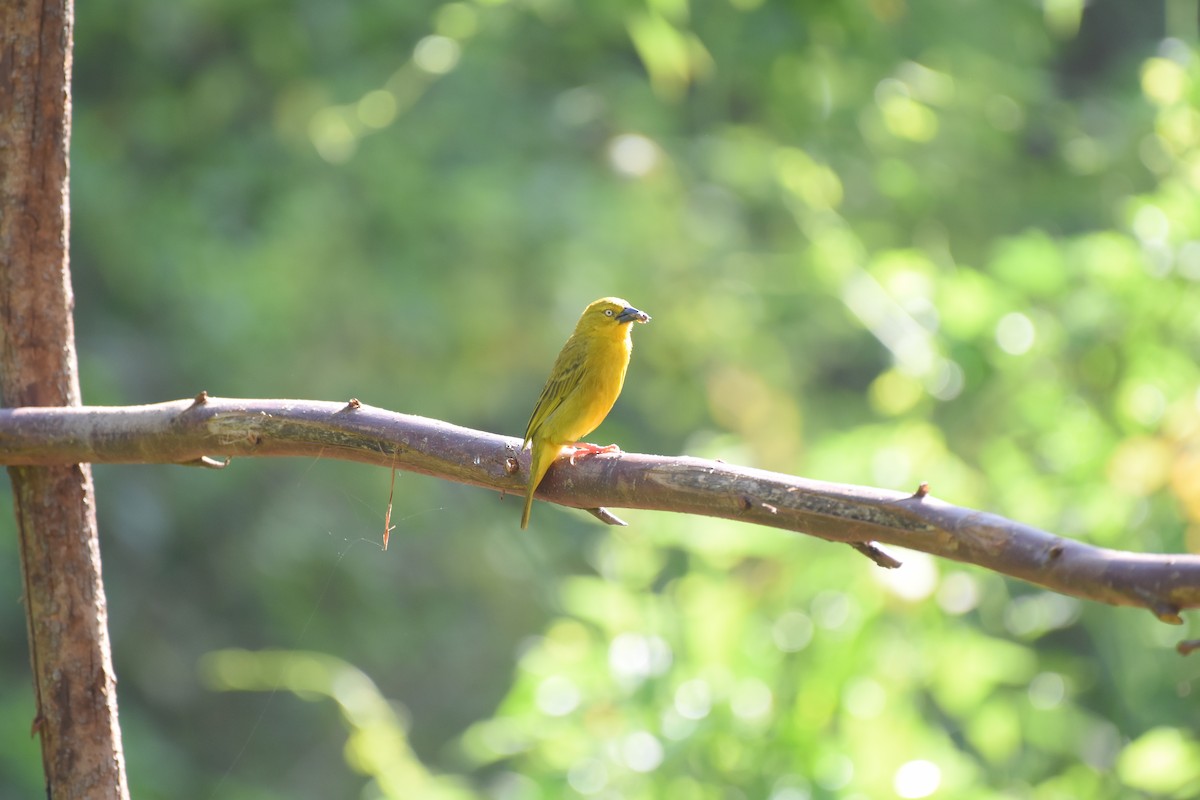 Holub's Golden-Weaver - ML627493156