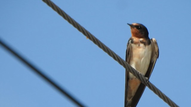 Hirondelle rustique - ML627493188