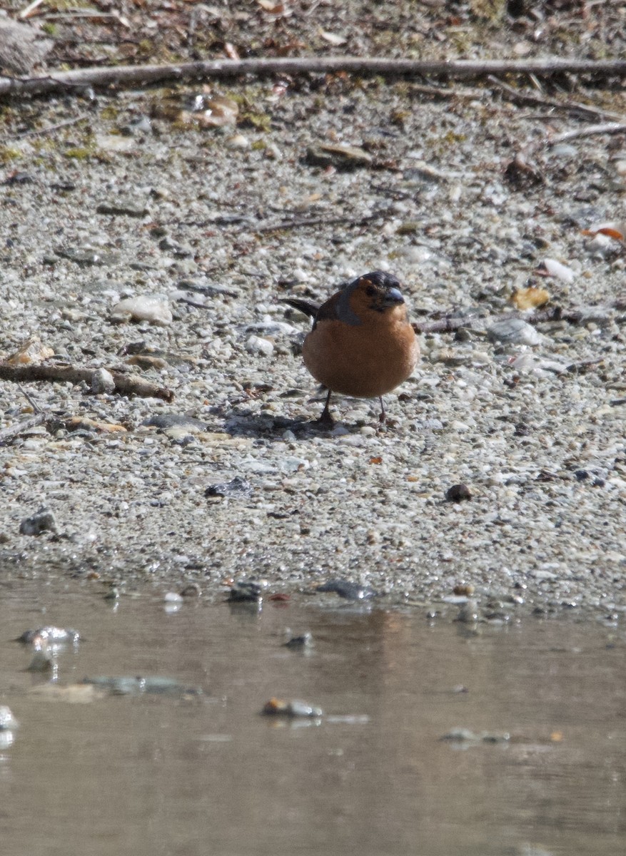 Common Chaffinch - ML627493252