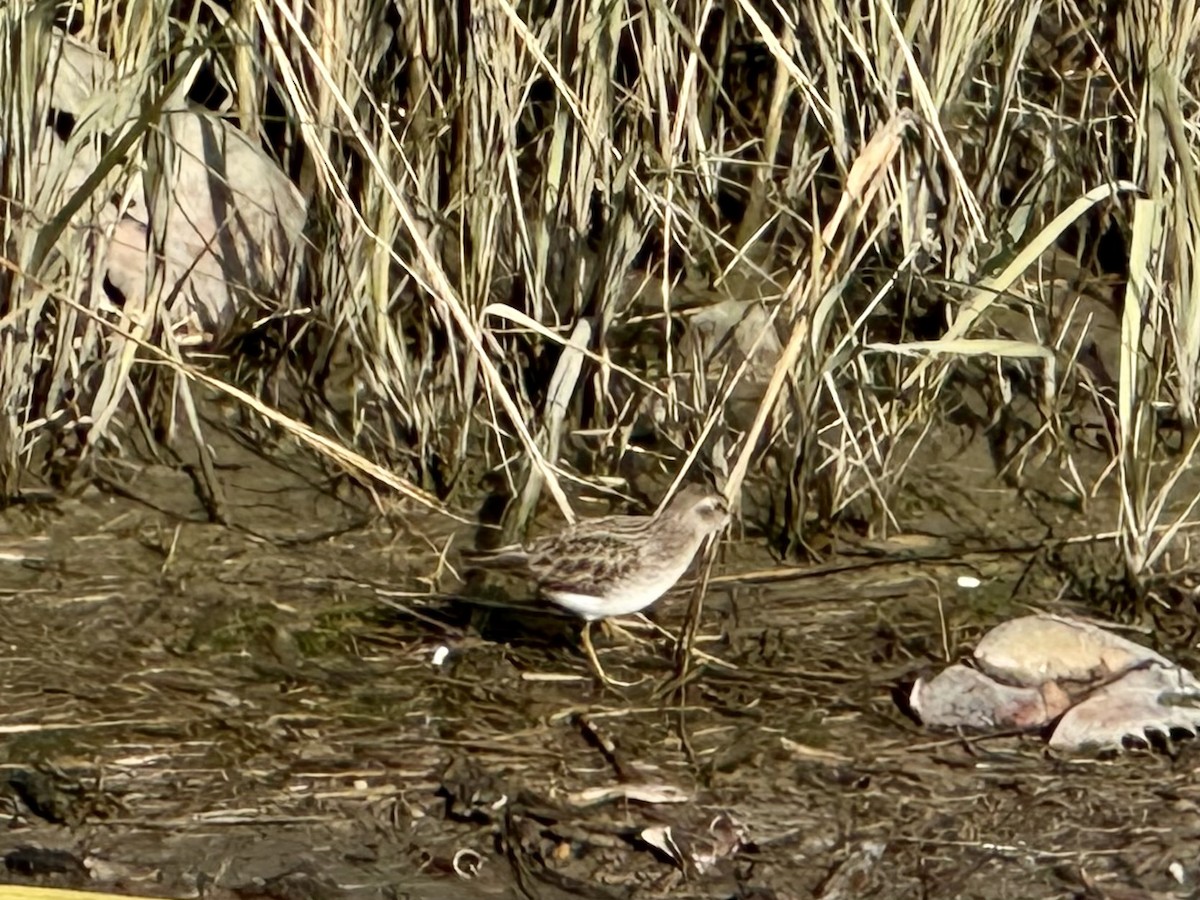 Wiesenstrandläufer - ML627493367