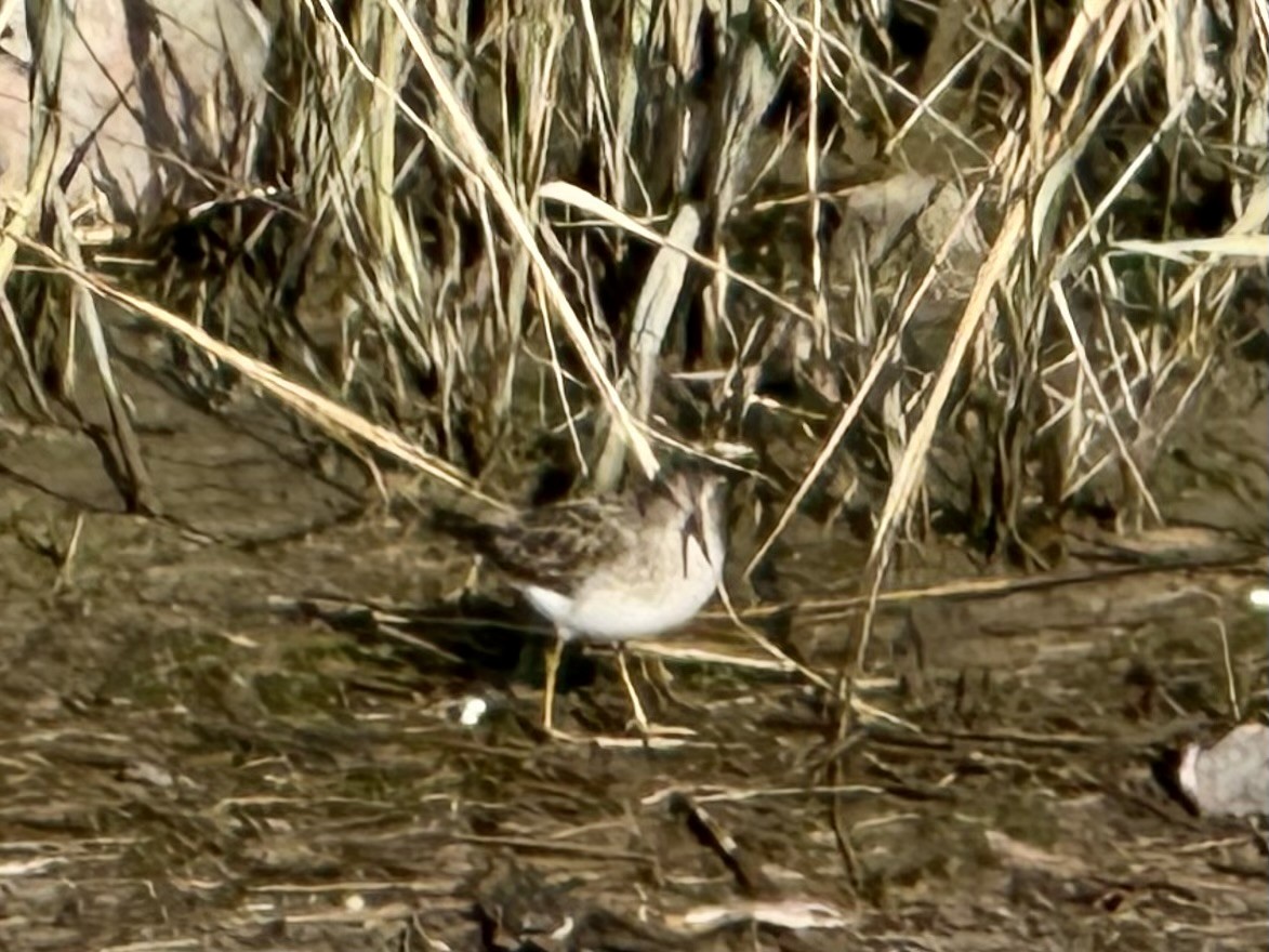 Wiesenstrandläufer - ML627493368