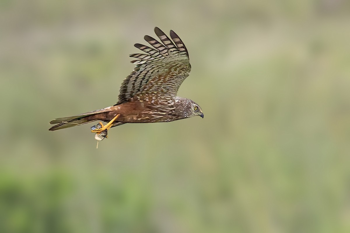 African Marsh Harrier - ML627493429