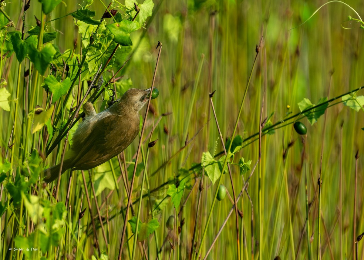 Yellow-vented Bulbul - ML627493509