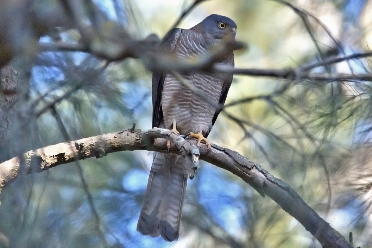 Collared Sparrowhawk/Brown Goshawk - ML627493522