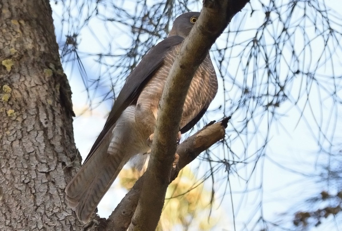 Collared Sparrowhawk/Brown Goshawk - ML627493523