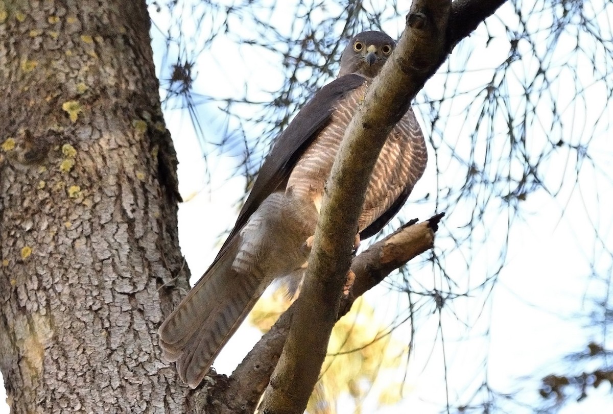 Collared Sparrowhawk/Brown Goshawk - ML627493524