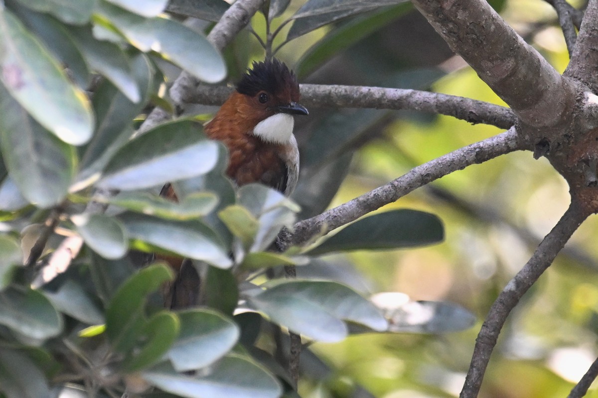 Chestnut Bulbul - ML627493540