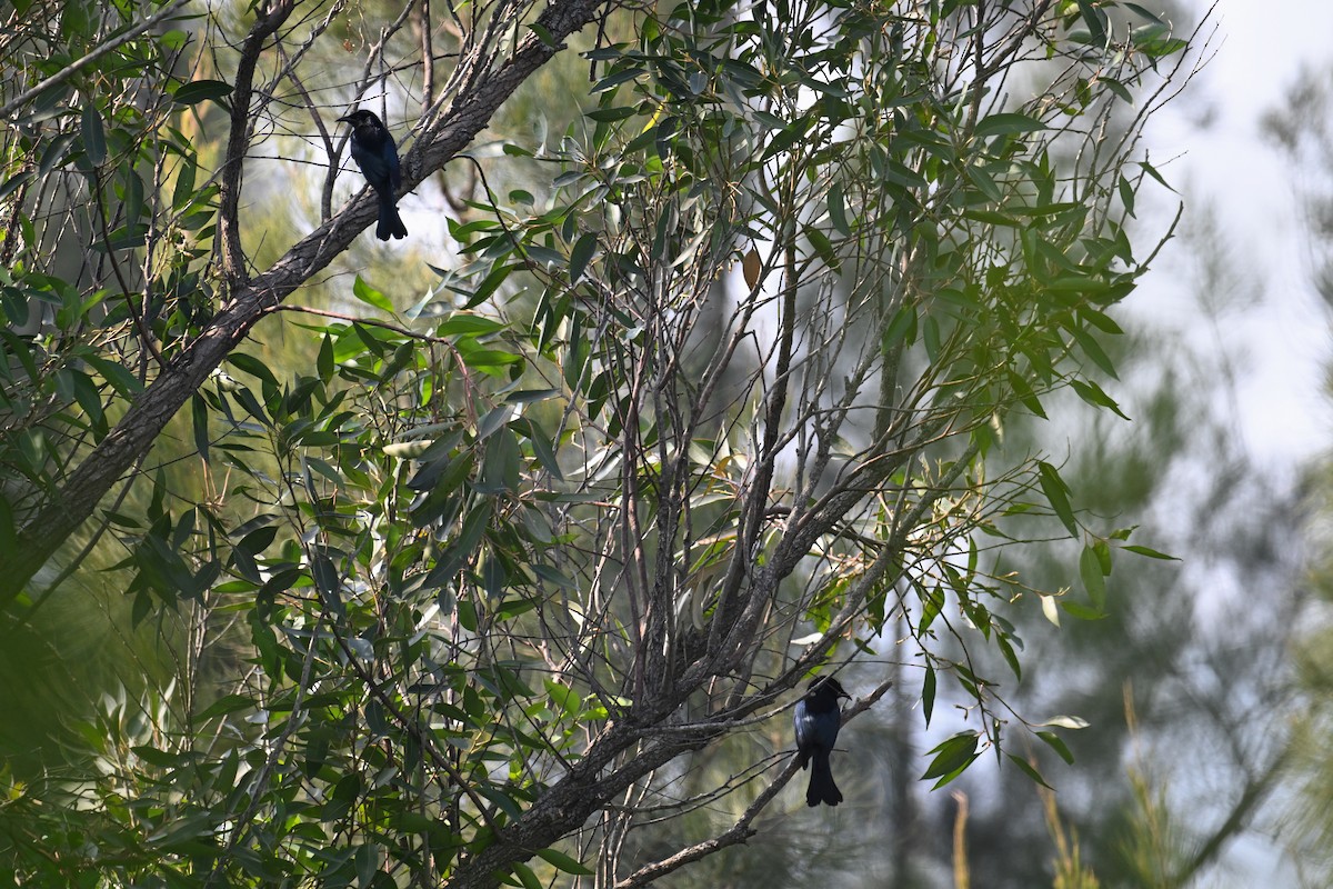 Hair-crested Drongo - ML627493541