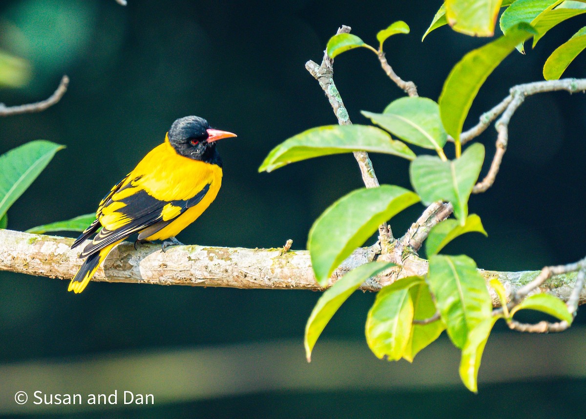 Western Black-headed Oriole - ML627493620