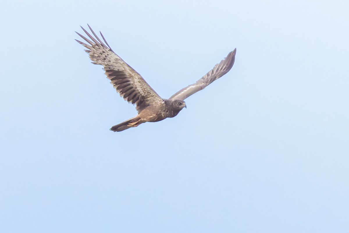 African Marsh Harrier - ML627493718