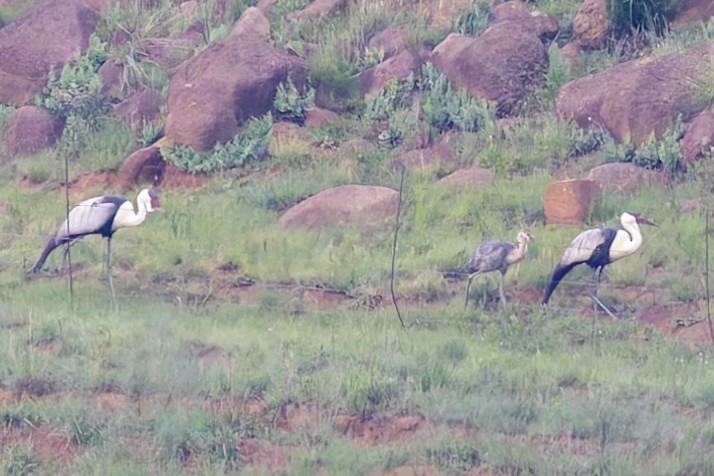 Wattled Crane - ML627493738