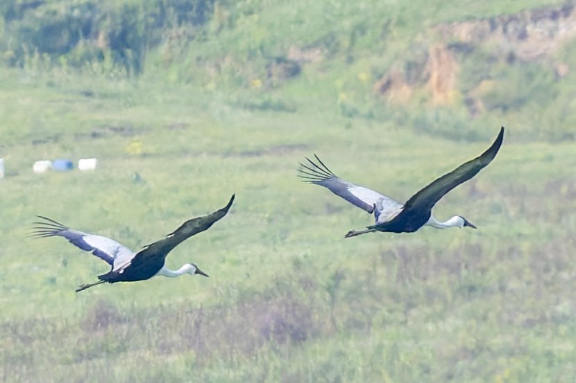 Wattled Crane - ML627493739