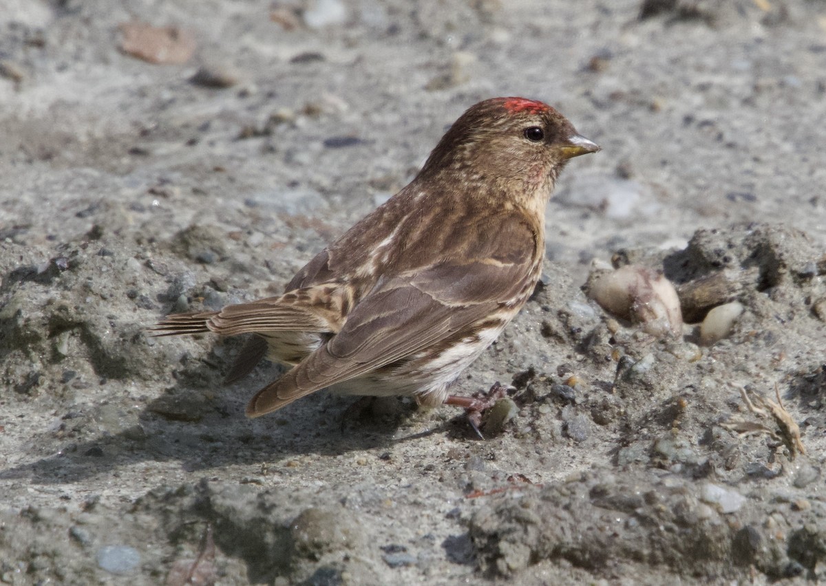 Redpoll (Lesser) - ML627494153