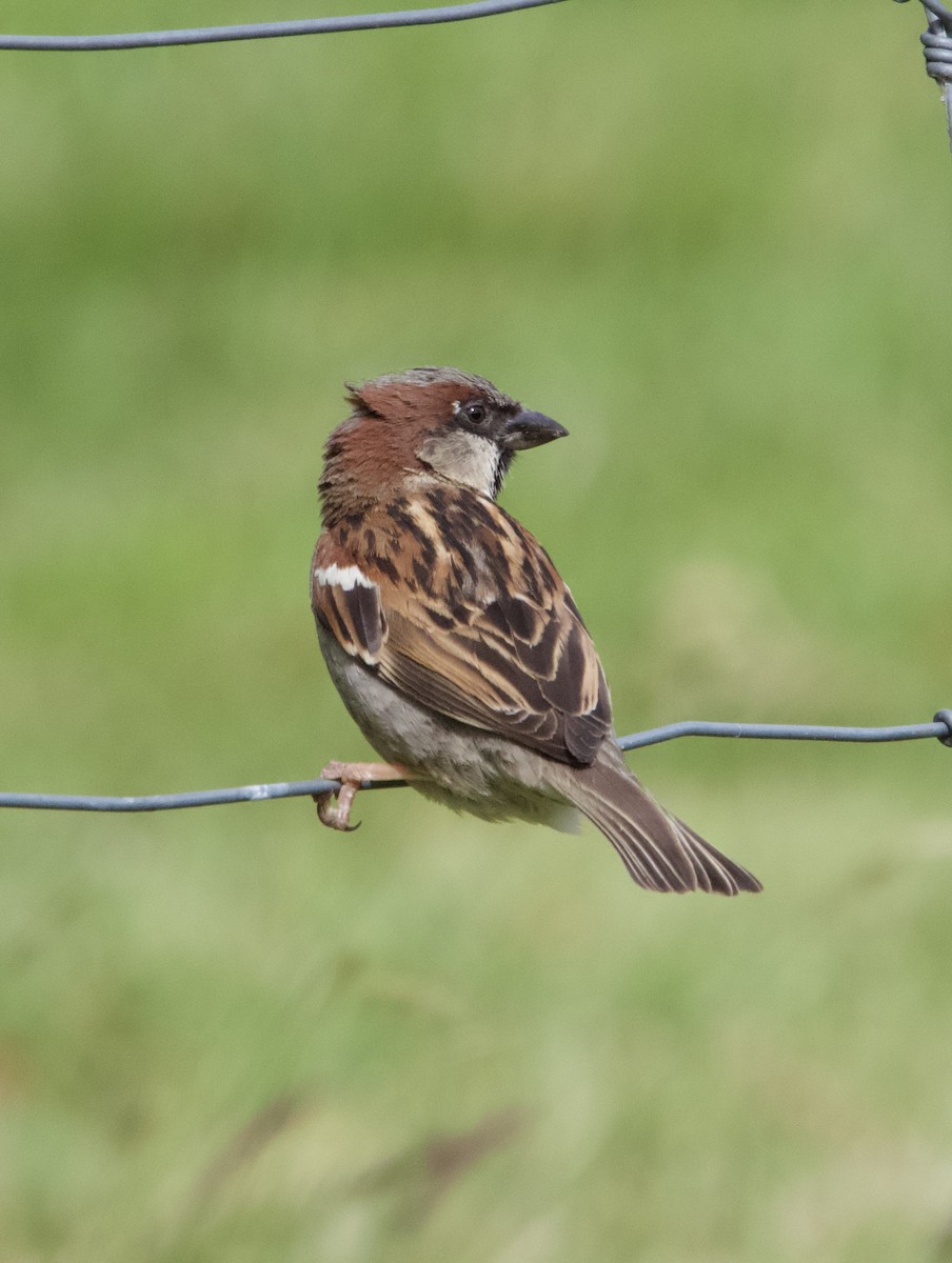 House Sparrow - ML627494155