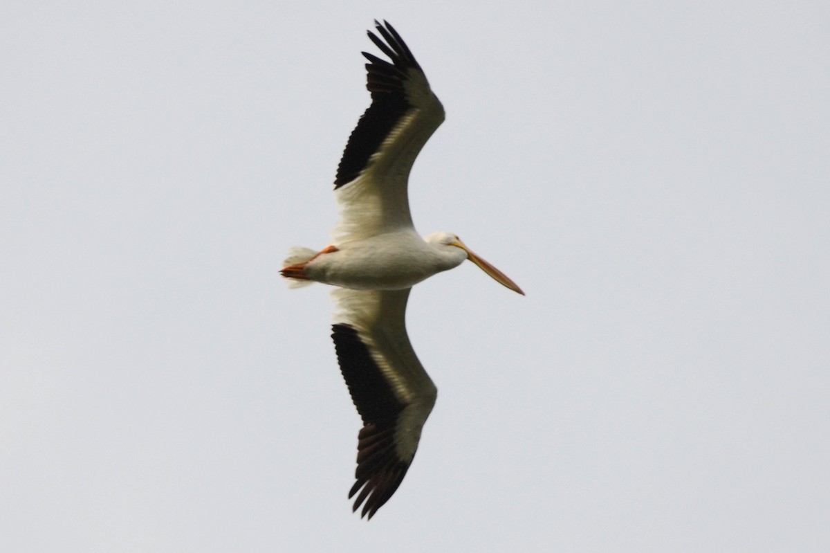 American White Pelican - ML627494158