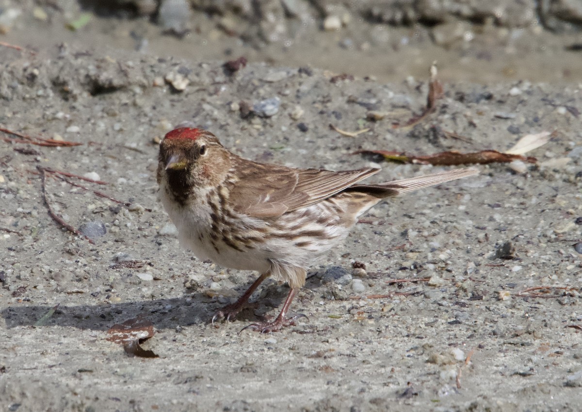 Redpoll (Lesser) - ML627494166