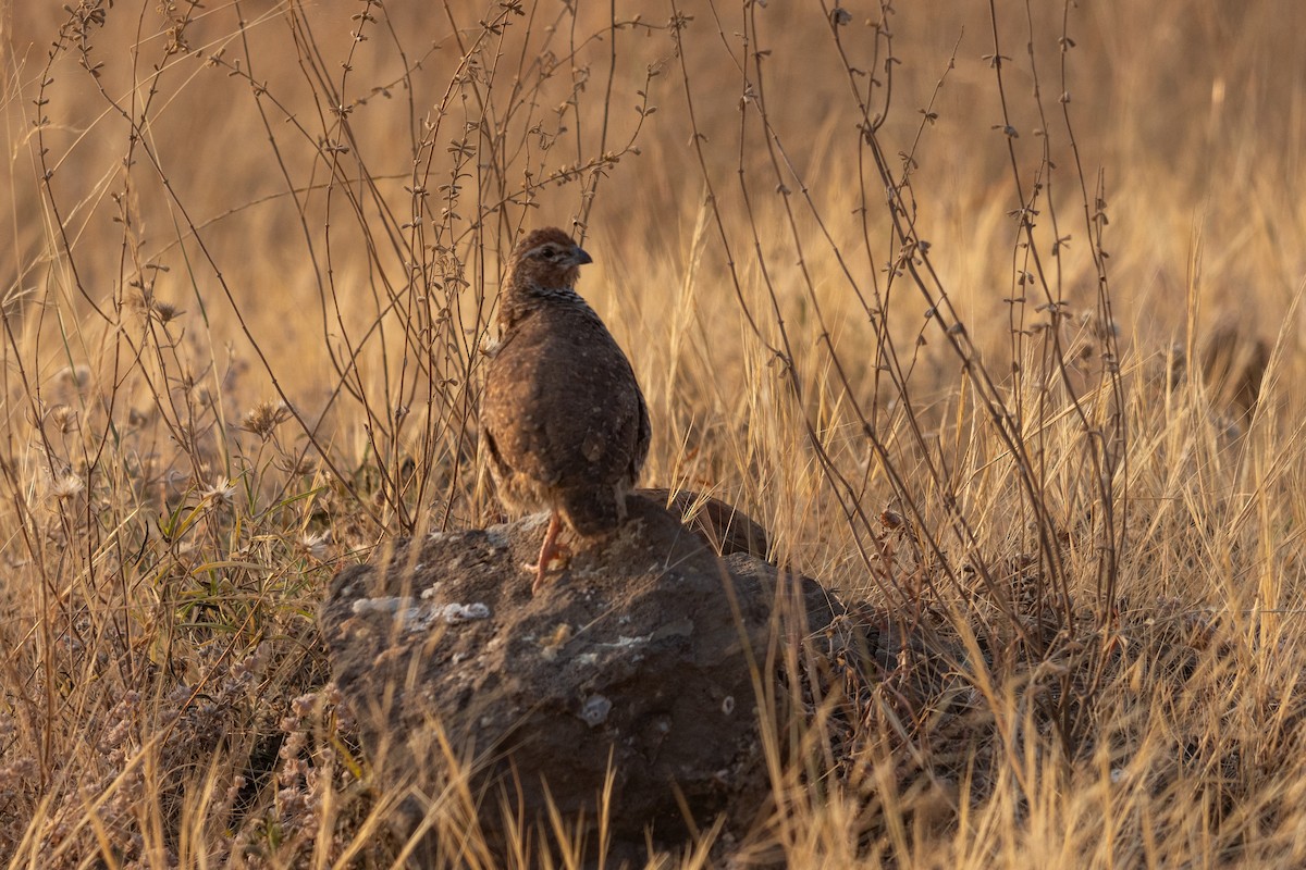 Perdicilla Argundá - ML627494241