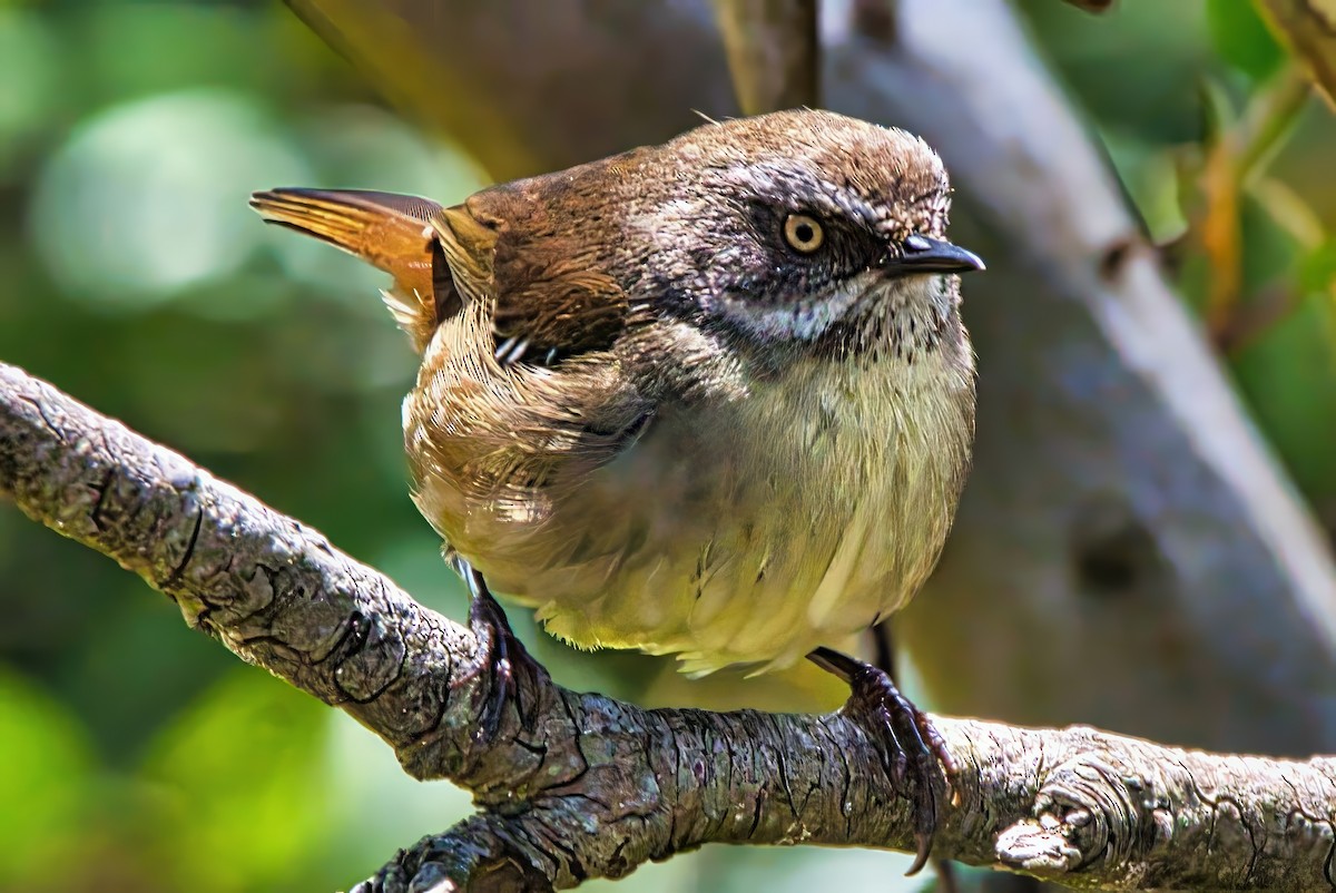 White-browed Scrubwren (White-browed) - ML627494319