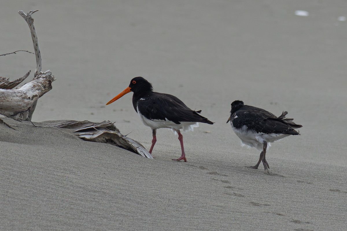 South Island Oystercatcher - ML627494385