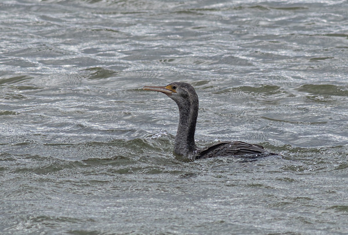 Spotted Shag - ML627494386