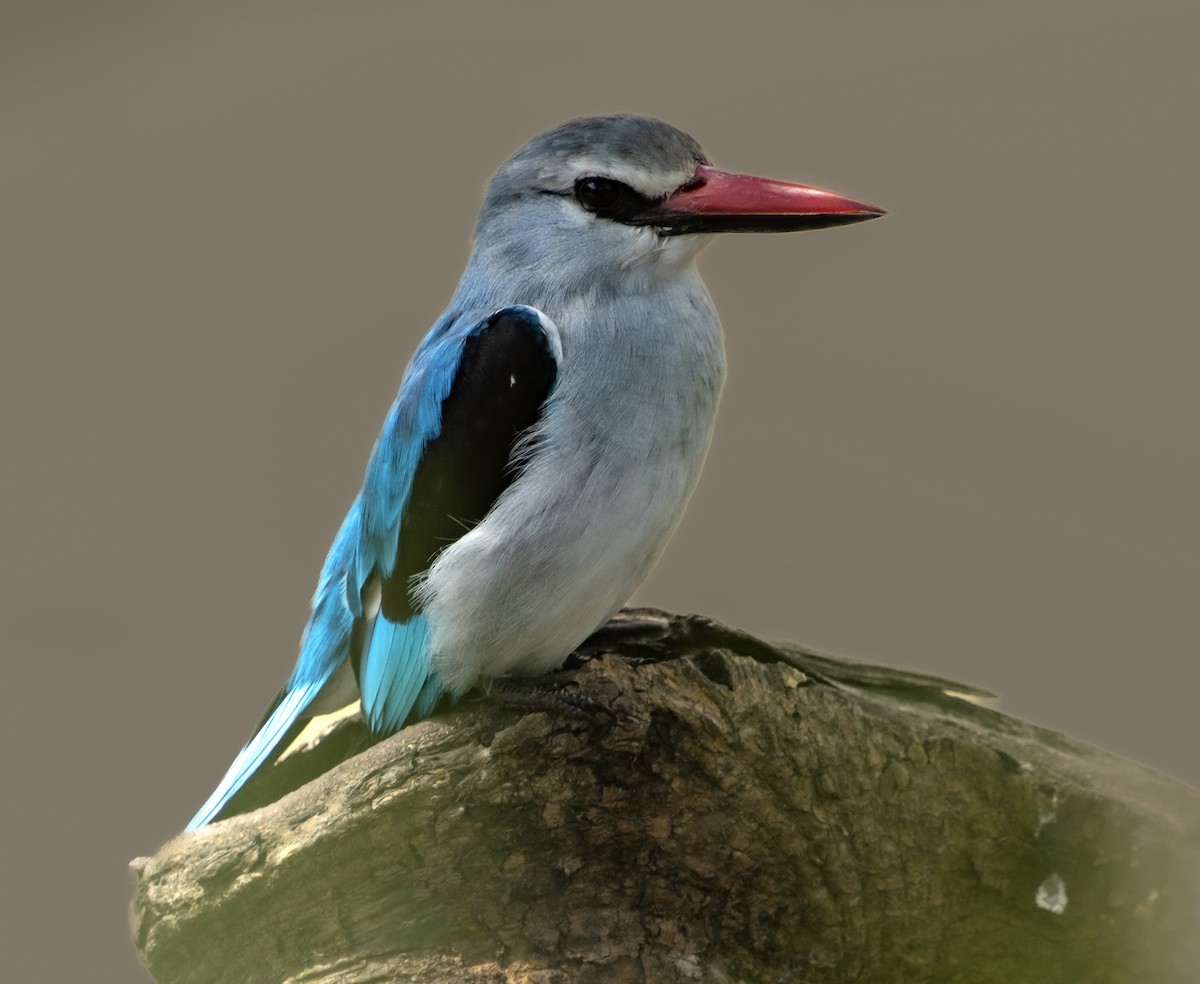 Woodland Kingfisher - ML627494406