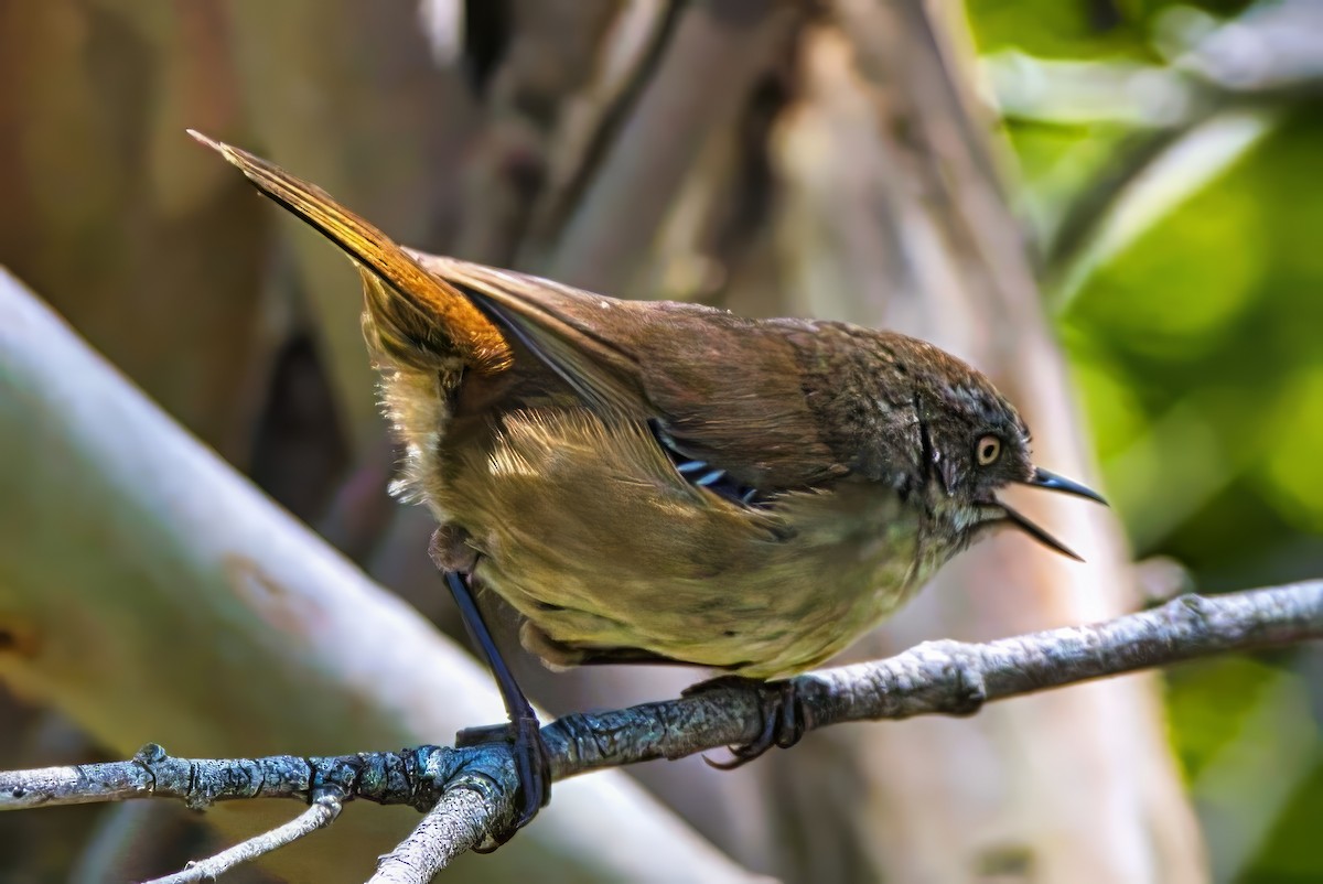 White-browed Scrubwren (White-browed) - ML627494497