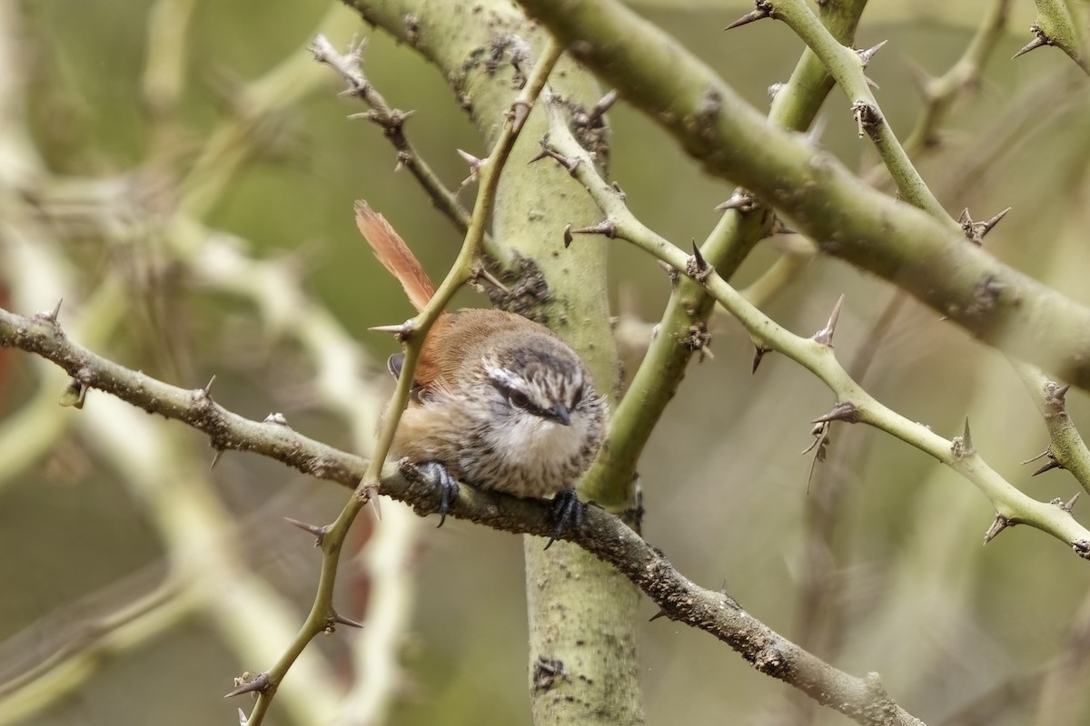 Necklaced Spinetail - ML627494500