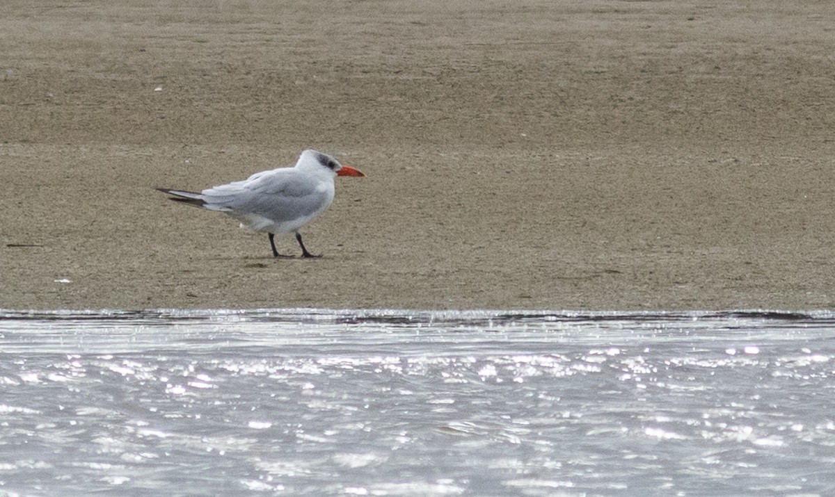 Caspian Tern - ML627494583