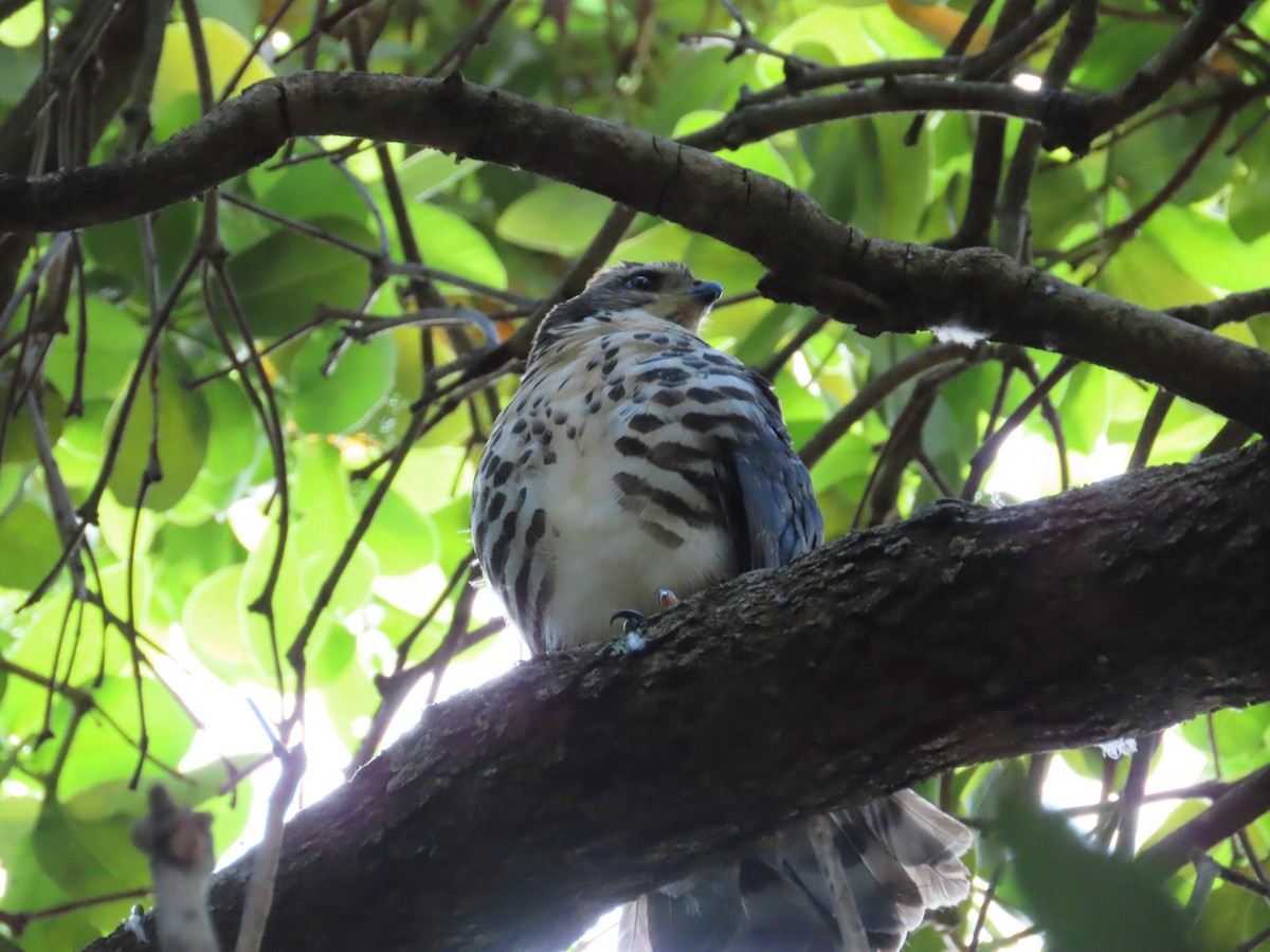 African Goshawk - ML627494584