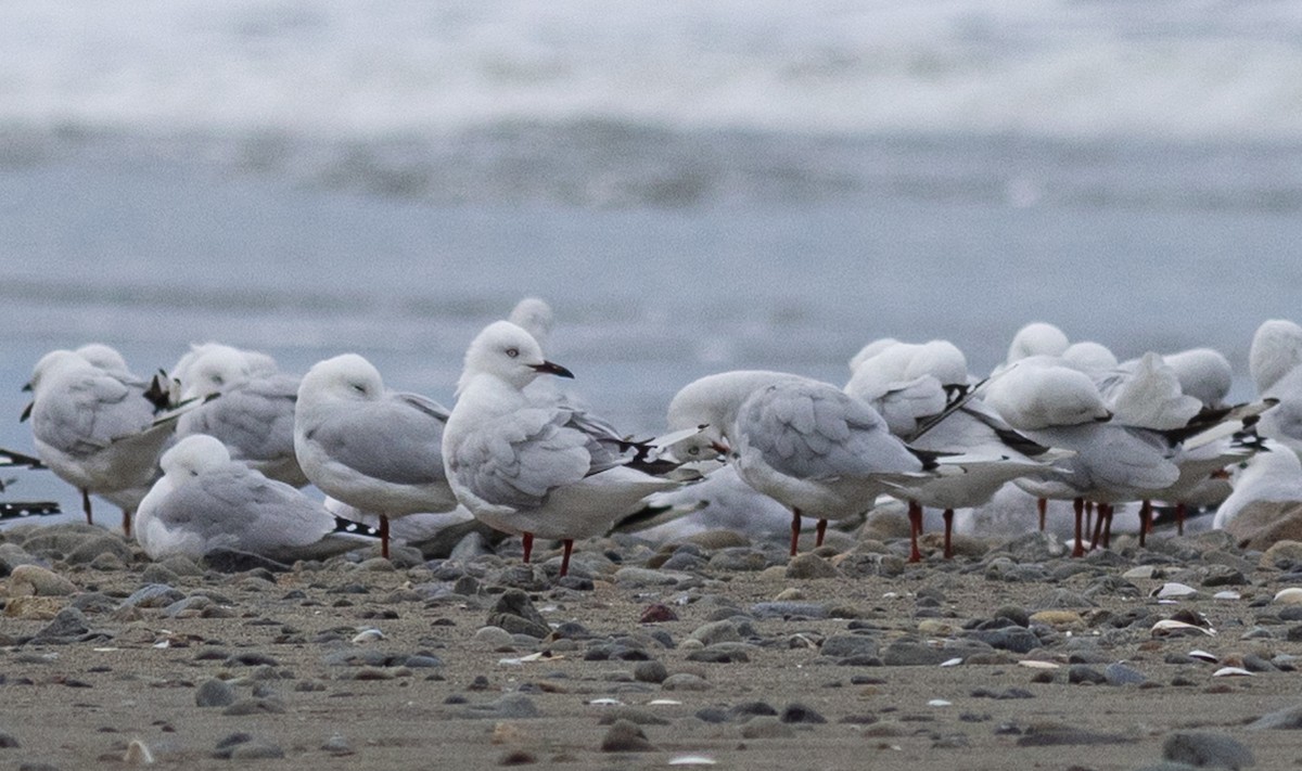 Black-billed Gull - ML627494587