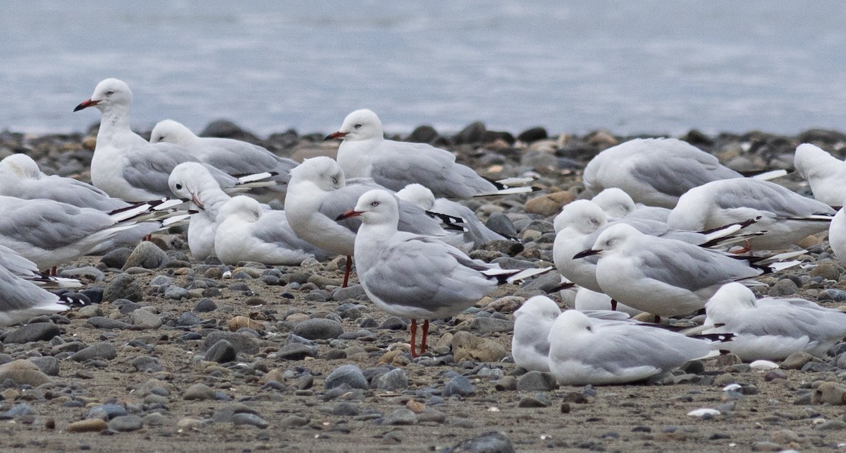 Black-billed Gull - ML627494588