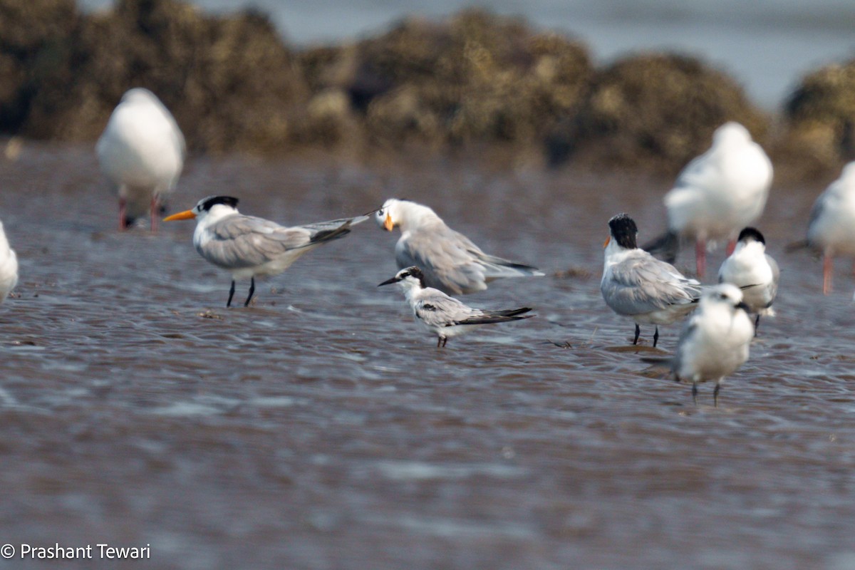 Little Tern - ML627494648