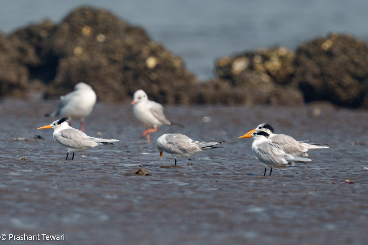 Lesser Crested Tern - ML627494657