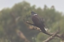 Eastern Bronze-naped Pigeon (Southern) - ML627494731