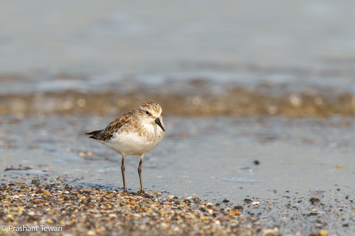 Little Stint - ML627494785