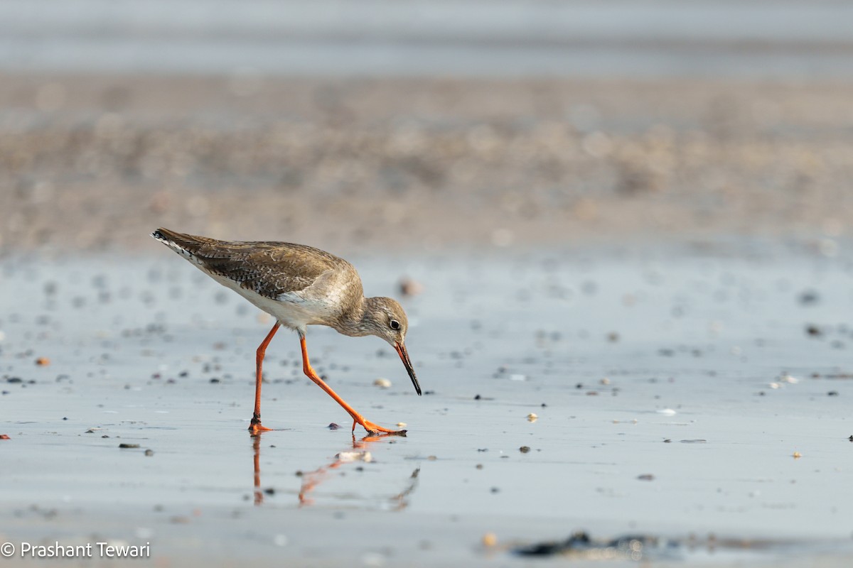 Common Redshank - ML627494800