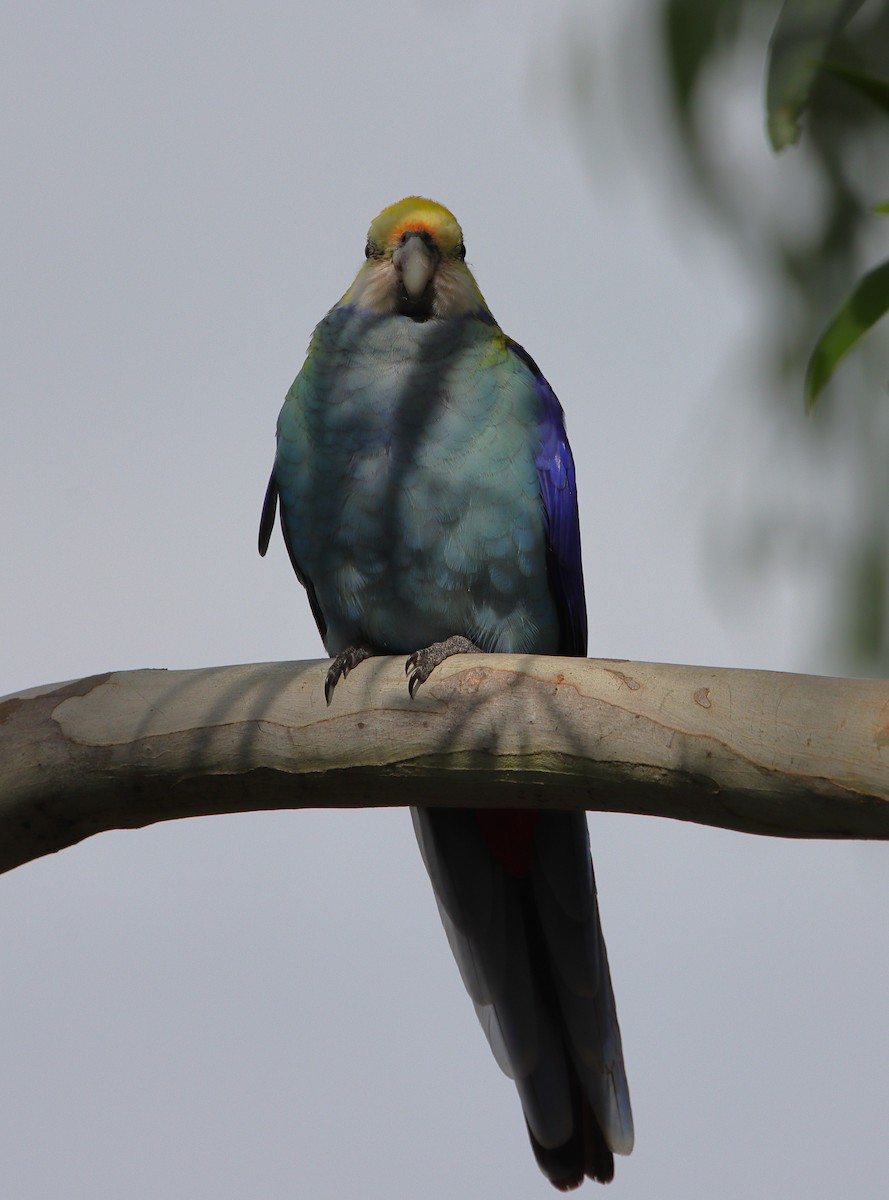 Pale-headed Rosella - ML627494806