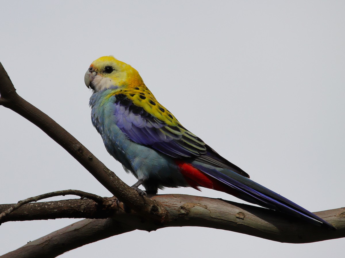 Pale-headed Rosella - ML627494807