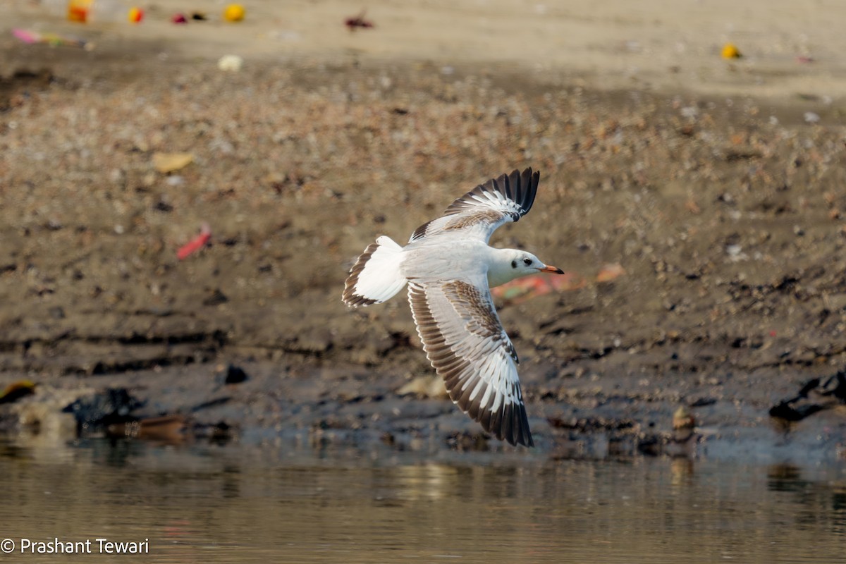 Black-headed Gull - ML627494815