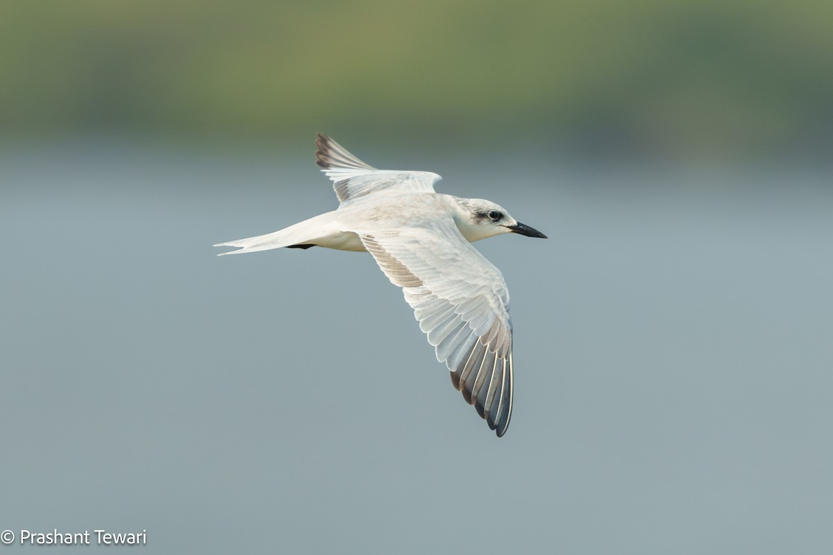 Gull-billed Tern - ML627494822