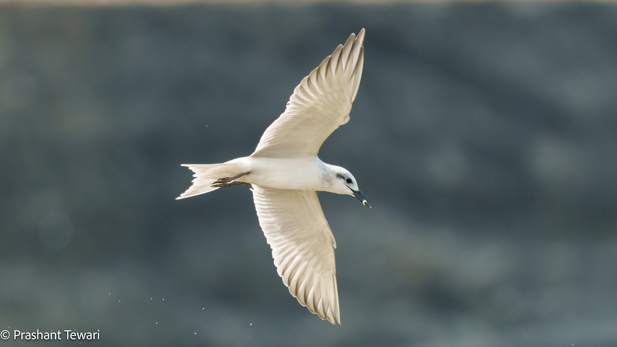 Gull-billed Tern - ML627494823