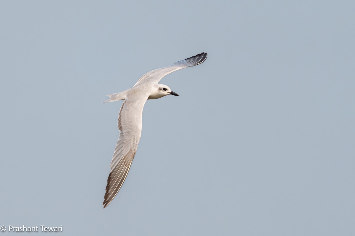 Gull-billed Tern - ML627494824