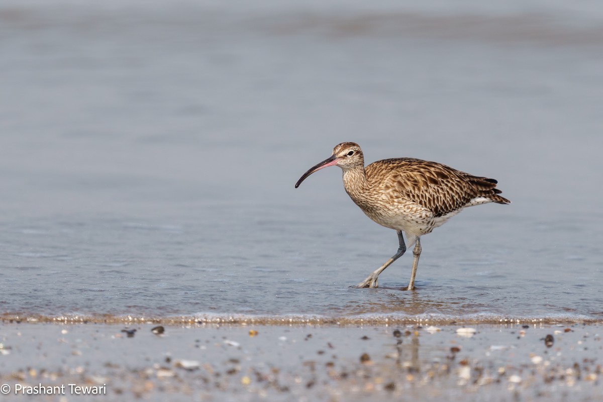 Whimbrel - ML627494840